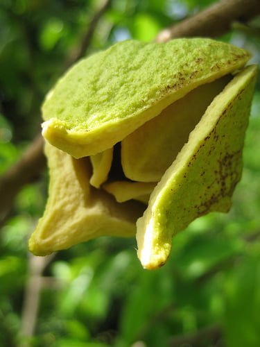 Graviola: un tesoro tropicale riscoperto Graviola: un tesoro tropicale riscoperto