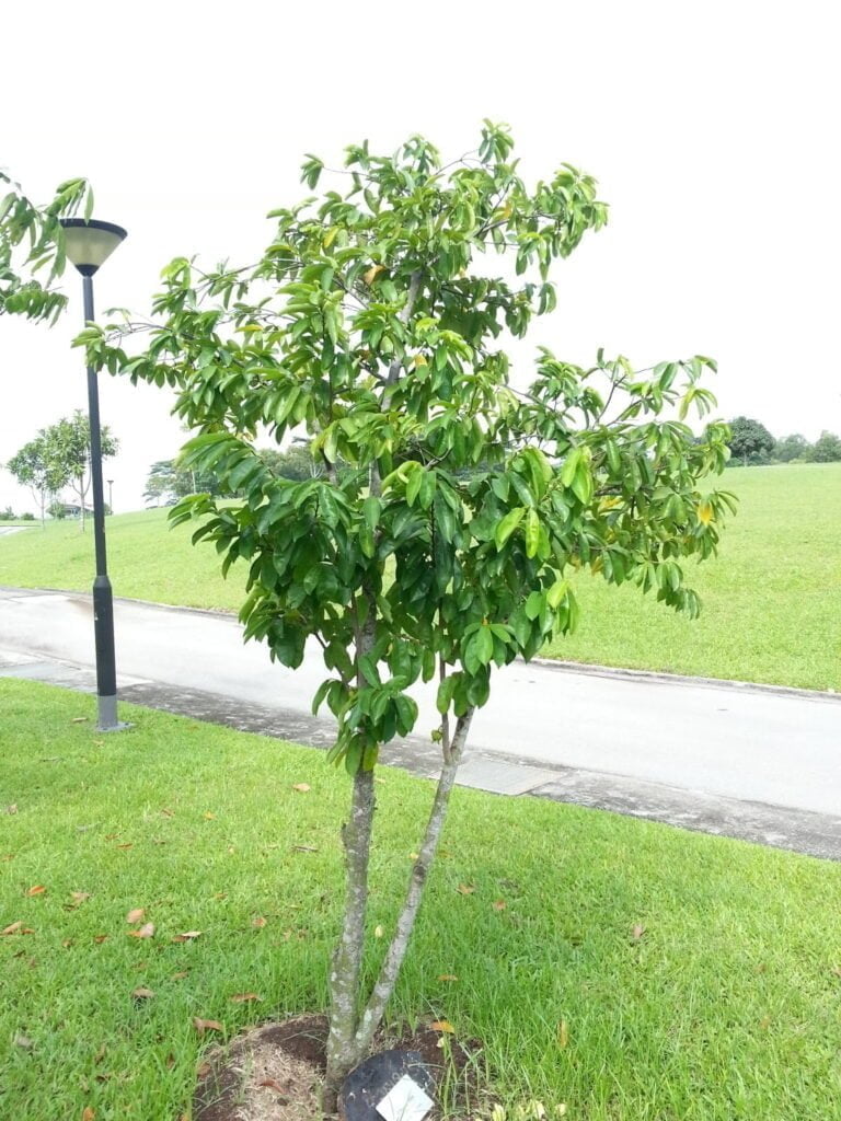 Graviola: un tesoro tropicale riscoperto Graviola: un tesoro tropicale riscoperto